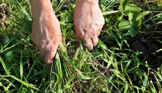 Tackling Weed Growth on Artificial Grass