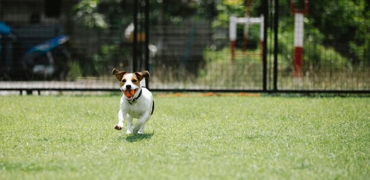 Fast dog with ball running on lawn in summer